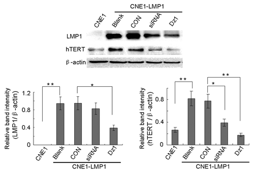 Figure 2. Dz1 inhibits the hTERT protein expression by downregulation of LMP1. Cells were treated with 2 µM Dz1 or 2 µM control oligo (CON) for 24 h and western blot analysis was performed using antibodies against LMP1, hTERT. β-actin was used as a loading control. Values are the means ± SD of 3 replicates, *P < 0.05, **P < 0.01 compared with the control cells.