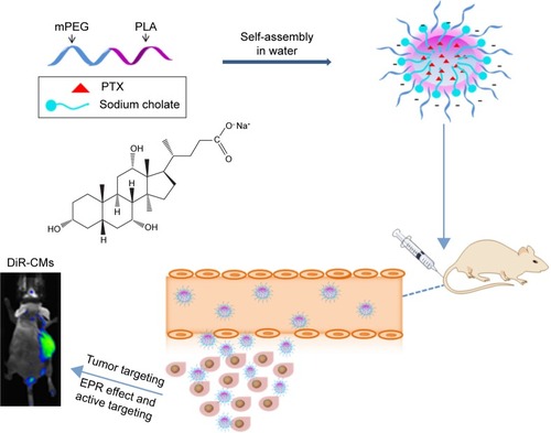 Scheme 1 Preparation of PTX-CMs and the fate of PTX-CMs in vivo.Abbreviations: PTX, paclitaxel; mPEG, monomethoxy(polyethylene glycol); PLA, polylactic acid; CMs, sodium cholate and mPEG-block-poly(d,l-lactide) micelles; DiR, 1,1′-dioctadecyl-3,3,3′,3′-tetramethylindotricarbocyanine iodide; EPR, enhanced permeability and retention.