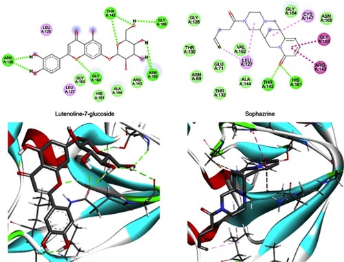 Figure 8 The interactions between two top-scoring ligands and the amino acids of the active site of Coxsackievirus B4 3c protease (PDB ID: 2ZU3) depicted in 2D (top) and 3D (bottom). H-bonds, hydrophobic, and δ+-π stacking interactions are shown as green, light pink, and dark pink lines, respectively.Abbreviation: PDB, protein data bank.