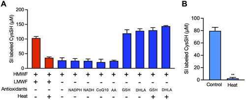 Figure 4. Contribution of enzymes and low molecular chemicals to the reduction of cystine to cysteine (CysSH) in vitro. (A) CysSH production from cystine. High molecular weight fraction (HMWF) prepared from HepG2 cells (0.4 mg/mL) was incubated with stable isotope-labeled cystine (100 µM), with or without the indicated antioxidants (each 100 µM) or heat treatment for 10 min at 37 °C. The resulting solution was incubated with 5 mM β-(4-hydroxyphenyl)ethyl iodoacetamide (HPE-IAM) for 30 min at 37 °C, followed by liquid chromatography-ESI-tandem mass spectrometry analysis as described in the Methods section. (B) Effect of heat on production of CysSH from cystine by the low molecular weight fraction (LMWF). The LMWF prepared from HepG2 cells with or without heat treatment (95 °C for 10 min) was incubated with stable isotope-labeled cystine (100 µM). The resulting solution was incubated with 5 mM HPE-IAM for 30 min at 37 °C, followed by liquid chromatography-ESI-tandem mass spectrometry analysis as described in the Methods section. **p < 0.01 compared with control. CoQ10; coenzyme Q10, DHLA; dihydrolipoic acid, GSH; glutathione, NADPH; β-nicotinamide-adenine dinucleotide phosphate.