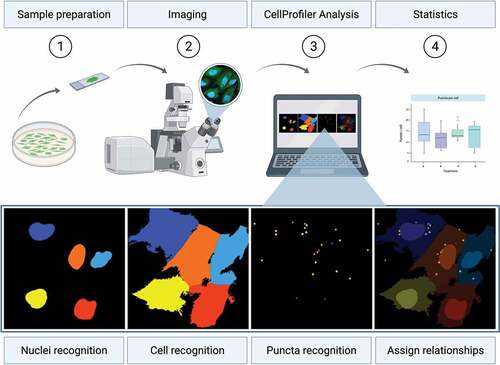 Figure 1. Procedure for fluorescence-based GFP-WIPI1 image acquisition and analysis using CellProfiler. U2OS GFP-WIPI1 cells are prepared for fluorescence microscopy (Step 1, Sample preparation). Subsequently, images are acquired using fluorescence microscopy (Step 2, Imaging). Acquired image files are imported using the CellProfiler software (Step 3, CellProfiler Analysis), nuclei (Nuclei recognition), cell boundaries (Cell recognition) and GFP-WIPI1 puncta (Puncta recognition) detected and the corresponding puncta assigned to appropriate cells (Assign relationships). Finally, data are subjected to statistical analysis (Step 4, Statistics, generic bar graph displayed). This figure was created using BioRender.com with an imported U2OS GFP-WIPI1 Airyscan image as well as the associated CellProfiler-based detection of nuclei, cells and GFP-WIPI1 puncta.