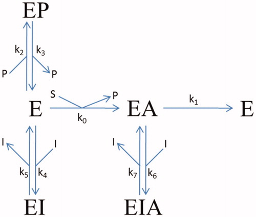 Figure 1. Reaction scheme for the inhibition of BSCh hydrolysis by purified huBChE in the presence of DTNB by compounds 2C, 3A, and 3B. E, free enzyme; EA, acylated intermediate; S, substrate BSCh; P, all of the stoichiometrically released products (SCh-TNB, TNB–); and I, compounds (inhibitors) 2C, 3A, and 3B. The symbols for the constants are: kcat (k1), catalytic constant for BSCh turnover; Km (k0), Michaelis constant; Kp = k3/k2, inhibition constant for binding of the product thiocholine-TNB; K1 = k5/k4 and K2 = k7/k6, dissociation constants for binding of the compounds to the free and acylated enzyme, respectively.