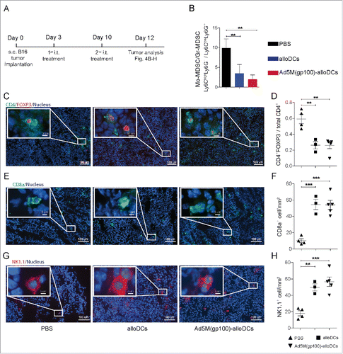 Figure 4. Intratumoral injection with Ad5M(gp100)-alloDCs reduces the immunosuppressive melanoma tumor microenvironment. (A) C57BL/6NRj mice were injected s.c. into the right hind flank with 1×105 B16-F10 cells (day 0) and received two consecutive i.t. injections of 1×106 alloDCs, Ad5M(gp100)-alloDCs or PBS (negative control) on days 3 and 10. (B) The effect on the tumor microenvironment (TME) was investigated two days later (day 12) as changes in the ratio of monocytic to granulocytic myeloid-derived suppressor cells, i.e., Mo-MDSC(Ly6ChighLy6G−)/Gr-MDSC(Ly6ClowLy6G+). Mean values from 5 individual mice per group are shown. (C) The CD4+FOXP3+ regulatory T cells were determined in the tumor by immunofluorescence staining and representative pictures for one mouse per group of each treatment are shown (green = CD4, red = FOXP3, blue = nuclei). (D) Evaluation was exhibited as changes in the ratio of CD4+FOXP3+/total CD4+ T cells. (E) Representative pictures of tumor infiltrating CD8a+ T cells (green = CD8a, blue = nuclei) and (F) quantification are shown. (G) Representative pictures of tumor infiltrating NK1.1+ NK cells (red = NK1.1, blue = nuclei) and quantification (H) are shown. Data are shown as mean±SEM ** P<0.01; *** P<0.001).