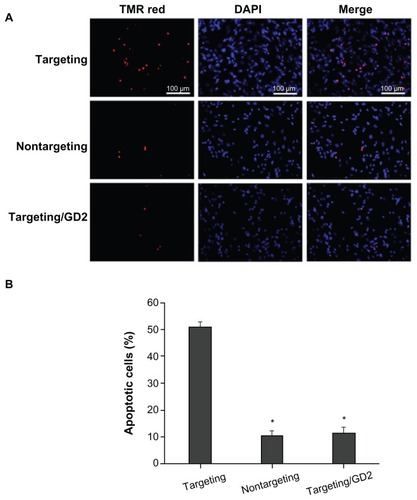 Figure 7 Cell apoptosis assessed by TUNEL at N/P = 10, the applied siRNA amount per well in cell culture was set constantly to 100 nM. (A) Images show cells incubated with: scAbGD2-PEG-g-PEI-SPION/siRNA (targeting), PEG-g-PEI-SPION/siRNA (nontargeting), scAbGD2-PEG-g-PEI-SPION/siRNA with free GD2 antibody (targeting/GD2). (B) Quantitative analysis of the percentage of apoptotic cells using a standard cell counting method in TUNEL assay (n = 3). When compared to scAbGD2-PEG-g-PEI-SPION/ siRNA (targeting), *P < 0.01 for both nontargeting and targeting/GD2 polyplexes.Abbreviations: siRNA, small interfering ribonucleic acid; PEG-g-PEI-SPION, polyethylene glycol-grafted polyethylenimine superparamagnetic iron oxide nanoparticle; P, probability level.