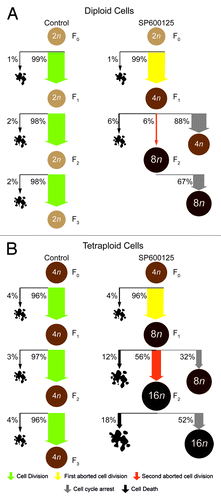 Figure 4. Genealogical cell fate profiling of parental and near-to-tetraploid HCT 116 cells treated with SP600125. (A and B) Near-to-diploid (A) and near-to-tetraploid (B) human colorectal carcinoma HCT 116 cells engineered to express a histone 2B-GFP fusion protein were left untreated or exposed to 30 µM SP600125, and then followed by live videomicroscopy for more than 72 h. Genealogical cell profiles for untreated or SP600125-treated cells are depicted for 50 cells in each condition. Green, yellow, orange and gray and illustrate the fraction of cells that underwent a successful cell division, one abortive cell division, two consecutive abortive cell divisions and cell cycle arrest, respectively. F0, F1 and F2 represent three consecutive generations. Cells were considered arrested only when cell cycle progression was blocked for more than 24 h. In the case of F2, the fraction of cells remaining inert for less than 24 h was not included in the representation. Please note that the width of arrows is proportional to the percentage of corresponding events and that the increase in ploidy is illustrated by darkening and enlarging circles.