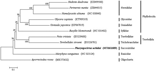 Figure 1. A phylogenetic tree of eleven species of Annelida using maximum-likelihood method. The GenBank accession number of each species is enclosed in parentheses after the species name.