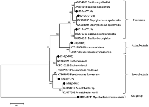 Figure 3. Phylogenetic tree showing obtained isolates and relatives.
