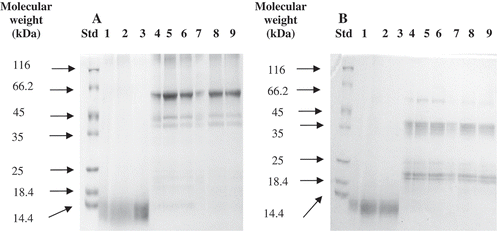 FIGURE 2 Electrophoresis of seed protein extracts (DWES, SES, and AES) at different ionic strenght under A: non-reducing; and B: reducing conditions. Molecular sizes of the protein standards range from 14.4 and 116 kDa. Left lane represents standard weight proteins, lane 1 (DWES at 0 M NaCl), lane 2 (DWES at 0.5 M NaCl), lane 3 (DWES at 1 M NaCl), lane 4 (SES at 0 M NaCl), lane 5 (SES at 0.5 M NaCl), lane 6 (SES at 1 M NaCl), lane 7 (AES at 0 M NaCl), lane 8 (AES at 0.5 M NaCl), and lane 9 (AES at 1 M NaCl).