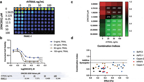 Figure 4. Combination of ONC201 and TRAIL receptor agonists induces synergistic apoptosis across PDAC tumor cell lines in vitro. A) Cell viability assay of PANC-1 cells treated with varying doses of ONC201 and rhTRAIL. Cells were pre-treated with ONC201 for 72 hours. rhTRAIL was added for 4 hours before imaging. B) Dose response curve for image shown in Panel 4A. C) Heat map of PANC-1 cells treated with ONC201 and TLY012. The color of the wells represents fraction alive according to the scale bar. Combination index values are listed inside the wells. Values less than 1 indicate synergy. C) Combination indices for PDAC tumor cell lines pre-treated with ONC201 for 72 hours and TLY012 for 4 hours