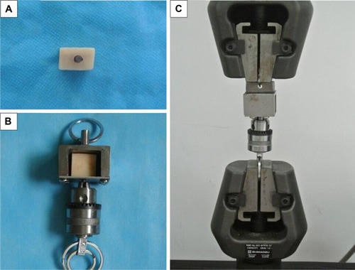 Figure 1 Procedures of the pull-out test.Notes: (A) The implant–bone blocks were embedded in poly(methyl methacrylate) resin, (B) the sample was fixed in a tensile test box, and (C) the box was stabilized in the electronic universal material test machine.