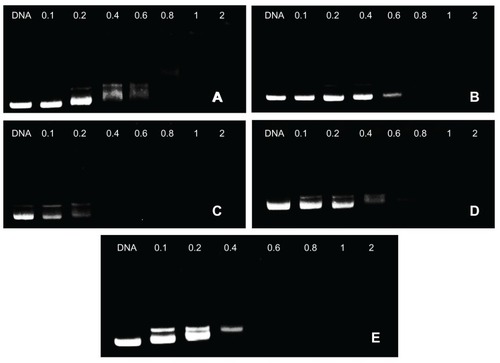 Figure 3 Agarose gel electrophoresis of complexes at various weight-to-weight (polymer particle/DNA) ratios: (A) F68-polyethylenimine (F68-PEI) 2KD, (B) P105-PEI 2KD, (C) P123-PEI 2KD, (D) L61-PEI 2KD, and (E) PEI 2KD.Note: The used plasmid DNA was 0.1 μg, and copolymer/DNA complexes were prepared in phosphate-buffered saline.