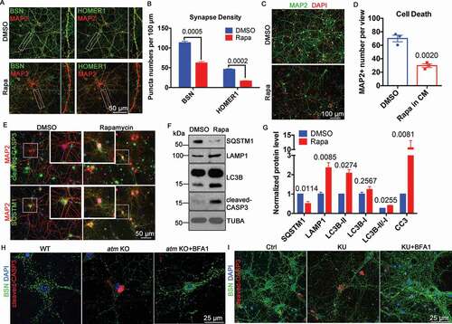 Figure 2. Induced autophagy caused synapse loss and cell death in neurons. (A) Immunostaining of BSN (green) or HOMER1 (green) and MAP2 (red) in WT cortical neurons treated with 0.1 µM rapamycin (Rapa) or DMSO for 1 h. Insets represent higher magnification of the regions indicated. (B) Synapse density as estimated by BSN and HOMER1 puncta. Error bars = SEM; n = 3 batches of cells, p values are as marked (unpaired t test). (C) MAP2 (green) staining of WT cortical neurons treated with 1 µM rapamycin (Rapa) or DMSO for 1 h. DAPI (red) was used as a counterstain for nucleus. (D) MAP2-positive neuron numbers in the two groups. Error bars = SEM; n = 3 batches of cells, p = 0.002. (E) Representative co-immunostaining of cleaved-CASP3 (green) or SQSTM1 (green) and MAP2 (red) in WT cortical neurons treated with 1 µM rapamycin or DMSO for 1 h. DAPI (blue) was used as a counterstain. (F) Representative blots of SQSTM1, LAMP1, LC3B, and cleaved-CASP3 (CC3) in WT cortical neurons treated with 1 µM rapamycin or DMSO for 1 h. TUBA served as a loading control. (G) Quantification of blots in panel F. Error bars = SEM; n = 2–4 batches of cells, p values are as marked (unpaired t test). (H) Representative immunostaining images of BSN (green) and cleaved-CASP3 (red) in WT and atm KO cortical neurons and atm KO neurons treated with bafilomycin A1 (BFA1, 0.1 μM) for 24 h. DAPI (blue) was used as a counterstain for nucleus. (I) Representative immunostaining images of BSN (green) and cleaved-CASP3 (red) in WT cortical neurons treated with KU-60019 (KU, 1 μM) or KU-60019 (KU, 1 μM) together with bafilomycin A1 (BFA1, 0.1 μM) for 24 h. DAPI (blue) was used as a counterstain for nucleus