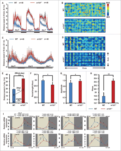 Figure 3. Disrupted rhythms of locomotor activities and altered expression of key circadian clock genes in homozygous nr1d1 mutant zebrafish. (A, C) The locomotor assays of nr1d1 mutant and wild-type larvae from 4 dpf to 7 dpf under LD (A) and DD (C) conditions. nr1d1 mutants, n = 48; wild types, n = 48. (B, D) Heat maps represent the total swimming or resting area of a wild-type or nr1d1 mutant larva in each well under LD (B) and DD (D). The spatial bin size is 10X10 mm (see scale on the right). The red colors represent more resting activities of the larvae, and the blue color more locomotor activities of the larvae. nr1d1 mutant larvae (bottom) swim more of the perimeter in the well compared with wild types (top). (E) The average swimming distances of single wild-type and nr1d1 larva during one day. The upper dot box indicates the swimming distance of single larva in the day, and the bottom box the swimming distance of single larva in the night. Data represent mean ± s.d. (***, P ≤ 0 .001). (F) Histogram of the average period of wild-type and nr1d1 larvae. Data represent mean±s.d. (*, P ≤ 0 .05). (G) Histogram of the average swimming distances of wild-type and nr1d1 larva during the 3 d. Data represent mean ± s.d. (*, P ≤ 0 .05). (H) Histogram of the average phase during the 3 d. Data represent mean±s.d. (**, P ≤ 0 .01) (I) Altered expression of key circadian clock genes arntlb/bmal1b, arntl2/bmal2, cry1aa, cry1ab, per1b, per2, and per3 in nr1d1 mutant fish under DD condition shown by qRT-PCR analyses. The mRNA expression levels were analyzed by the JTK-CYCLE method. ADJ.P for adjusted minimal P-values (***, P ≤ 0 .001), AMP for amplitude. Two-way ANOVA with the Tukey post hoc test was conducted (***, P ≤ 0 .001). Approximately 50 zebrafish larvae were pooled for each time point. Data represent mean ± s.d. of the 3 independent experiments.