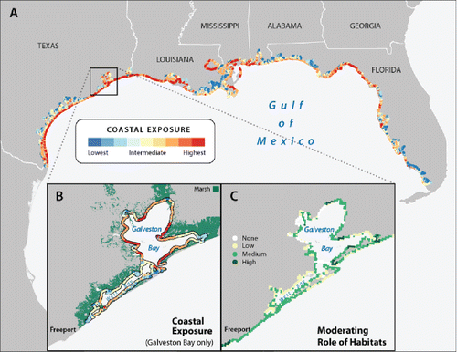 Figure 1. Coastal vulnerability and protective role of habitats. (A) Total exposure of the Gulf Coast of the USA to sea-level rise and storm hazards if protective habitats were lost (adapted from Arkema at al. Citation2013). (B) Exposure of Galveston Bay shoreline to waves (adapted from Guannel et al. Citation2014). Panel A exposures are calculated relative to all coastal segments in that portion of the Gulf of Mexico. Panel B exposures are computed using only Galveston Bay coastal segments for comparison, and holding storm and sea-level rise attributes constant, since they are uniform in the bay. (C) Within Galveston Bay, the moderating role of habitats in reducing exposure, from high to none (from Arkema et al. Citation2013).