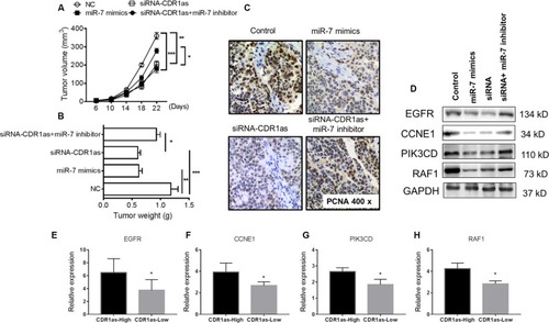 Figure 6 Knockdown of CDR1as inhibits tumor growth via miR-7 signals.Notes: The U2OS cells were transfected with miR-7 mimic, CDR1as siRNA, or miR-7 inhibitor via lentivirus vector and subcutaneously into nude mice (n=6). (A, B) The mean tumor size (mm3) and tumor weight were analyzed. (C) The expression of PCNA in each group was estimated by immunohistochemistry. (D) The expressions of EGFR, CCNE1, PIK3CD, and RAF1 in tumor tissues were determined by Western blot. (E–H) According to the median expression of CDR1as in tumor samples of OS patients, the expressions of EGFR, CCNE1, PIK3CD, and RAF1 were determined by qPCR. *P<0.05, **P<0.01, ***P<0.001l; data represent mean±SD.Abbreviations: CDR1as, antisense to the cerebellar degeneration-related protein 1 transcript; NC, negative control; qPCR, quantitative real time polymerase chain reaction.