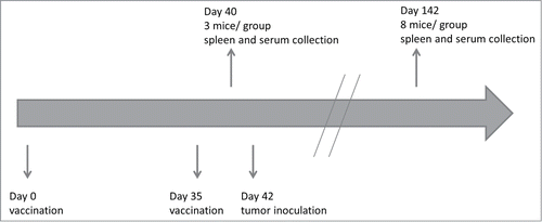 Figure 2. In vivo experimental setup. All mice received on days 0 and 35 in the flanks (left and right flank, respectively) a subcutaneous injection of phosphate buffered saline (control group) or 1 of the 3 vaccines (cancer cell vaccine, co-incubation vaccine or fusion vaccine). Three mice in each group were euthanized on day 40 and spleen and serum were collected to characterize the cellular and humoral response (tumor-specific cytotoxicity, activation of Th1 or Th2 effector cells, production of tumor-specific antibodies). Tumor inoculation was performed on day 42. Eight mice in each group were euthanized on day 142 (or earlier if the tumor would reach 1 cm2) and spleen and serum were collected for the characterization of the memory cellular and humoral response (tumor-specific cytotoxicity, activation of Th1 or Th2 memory cells, production of tumor-specific antibodies).