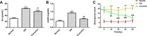 Figure 1 Curcumin decreased the levels of Scr, UAER and blood glucose in DN mice. (A) The levels of Scr were detected by the urine Creatinine Detection Kit. (B) The levels of urine albumin were measured by BCG albumin assay kit. (C) The glucose levels were detected at 0, 18, 36, 43 and 56 days after curcumin or CMC-Na treatment. Data were shown as mean±SD, n=6. **p<0.01 VS Normal.***p<0.001. #p<0.01 VS DN. ##p<0.01. ###p<0.001.