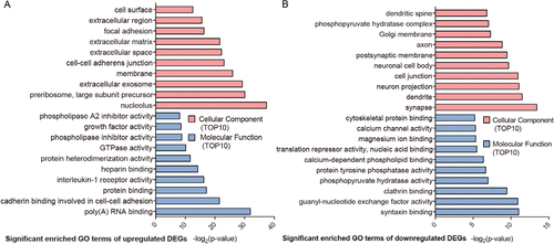 Figure S1 GO analysis classified the DEGs ([A] upregulated DEGs and [B] downregulated DEGs) into cellular component and molecular function of T2D. Abbreviations: DEG, differentially expressed genes; GO, Gene Ontology; T2D, type 2 diabetes.