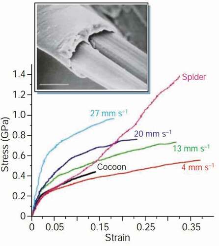 Figure 3. Mechanical strength comparison of silks obtained from the silkworm Bombyx mori drawn at different speeds [Citation29]