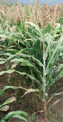 Figure 1.  Food-grade sorghum varieties are defined by several key traits including white pericarp color, thin mesocarp, normal endosperm type, low tannin content, and tan-plant necrotic lesion color.