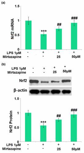 Figure 7. Mirtazapine increased the expression of Nrf2 in LPS- challenged Bend.3 brain endothelial cells. Cells were treated with LPS (1 μM) in the presence or absence of Mirtazapine (25, 50 μM) for 24 hours. (a). mRNA of Nrf2; (b). Protein of Nrf2 (****, P < 0.001 vs. normal mice group; ##, ###, P < 0.01, 0.005 vs. LPS treatment group).