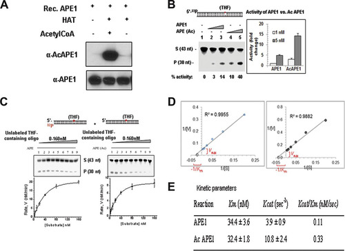 FIG 4 Acetylation of APE1 enhances its AP endonuclease activity. (A) Recombinant (Rec.) APE1 was incubated with the p300 HAT domain either in the presence or the absence of acetyl-CoA, and Western blot analysis was performed with anti-APE1 and anti-AcAPE1 Abs to confirm the acetylation of APE1. (B) Incision of the THF (reduced AP site)-containing 43-mer duplex oligonucleotide (S, substrate) by APE1 and in vitro-acetylated APE1. nt, nucleotides; P, the cleaved product. (C and D) The values of the kinetic parameters Km and kcat were calculated by incubating 33 pM enzyme at 37°C for 3 min with substrates at various concentrations (0 to 160 nM). The enzyme kinetics data were fitted into a nonlinear least-squares regression to obtain Vmax and Km values by use of the Michaelis-Menten equation and SigmaPlot software. (E) Comparison of kinetic parameters between APE1 and AcAPE1.
