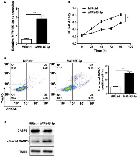Figure 2. MIR145-3p inhibits cell proliferation and promotes apoptosis in MM cells. (A) Relative expression of MIR145-3p detected by qRT-PCR in LP-1 cells 48 h after transfection with MIR145-3p mimic or MIR control (MIRctrl). (B) LP-1 cells were transfected with MIRctrl or MIR145-3p mimic for 24–96 h. Cell growth was measured by CCK-8 assay. (C) After transfection with MIRctrl or MIR145-3p for 72 h, MM cell apoptosis was determined by ANXA5 and 7-AAD staining. (D) After transfection with MIR ctrl or MIR145-3p for 72 h, LP-1 cells were lysed and extracted. Western blotting was performed to detect the expression levels of the active cleaved CASP3. TUBB was used as the loading control. All the data were presented as mean ± SD from 3 independent experiments (*P < 0.05; **P < 0.01) .