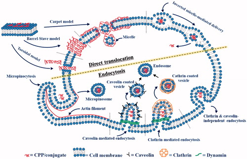 Figure 1. Diagram of cellular uptake mechanisms.