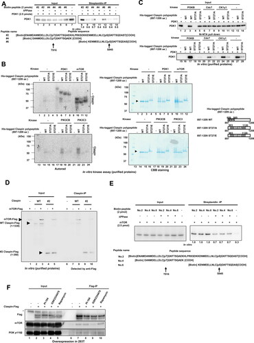 FIG 6 Physical and functional interactions between Claspin, PDK1, PI3K and mTOR. (A) Biotin-tagged CKBD peptides as indicated, treated with λPPase or not, were mixed with purified PDK1, and were pulled down by streptavidin conjugated beads. The PDK1 co-pulled down with CKBD was analyzed by Western blotting. (B) Purified His-tagged 897-1209 aa Claspin polypeptides (wild-type, ST27/A and ST27/E mutant) were mixed with PDK1, mTOR (upper panel) or PIK3CB, PIK3C3 (lower panel) proteins and kinase assays were conducted. Samples were analyzed on SDS-PAGE, dried and the gel was autoradiographed (left panels). Middle panels, CBB staining of the same gels. Right drawing, schematic representation of Claspin mutants of 897-1209 polypeptides. The arrowhead indicates the position of 897-1209 polypeptides. The signals above the Claspin bands in lanes 5–8 represent auto-phosphorylated PDK1 which migrates differentially on SDS-PAGE depending on the extent of phosphorylation. (C) The 897-1209 aa Claspin polypeptides (wild-type and ST27/A mutant) were incubated with purified PDK1 in the presence of PI3KB, Cdc7 or CK1γ1 under the kinase reaction condition and were pulled down by Ni-NTA agarose. The co-pulled down PDK1 was analyzed by Western blotting (lower panel). Upper panel, input. (D) Purified mTOR-Flag was incubated with full-length Flag-tagged Claspin polypeptides (WT [full-length] and #2 [1–350 aa]), pulled down by anti-Claspin (N-terminal) antibody, and the IP was analyzed by Western blotting with anti-Flag antibody. One fifth of the reaction mix before pull-down was analyzed as Input. (E) Biotin-tagged CKBD peptides, treated with λPPase or not, were mixed with purified mTOR protein, and were pulled down by streptavidin conjugated beads. The mTOR co-pulled down with CKBD was analyzed by Western blotting. (F) Flag-tagged Claspin was overexpressed in 293T, and was treated with indicated inhibitors. The proteins pulled down by anti-Flag antibody beads were analyzed by Western blotting with the antibodies indicated.