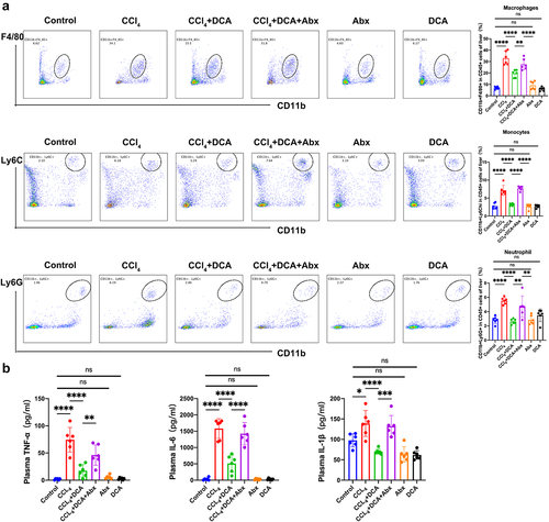 Figure 4. Effect of DCA on the hepatic inflammatory cells and plasma inflammatory factors in mice (a) detection of inflammatory cells in liver by flow cytometry [flow cytometry plot (left) and bar graph (right)]. Liver macrophages were identified as CD45+F4/80+CD11b+cells. Liver monocytes were identified as CD45+CD11b+Ly6C hi cells. Liver neutrophils were identified as CD45+Ly6G+CD11b+cells; (b) plasma levels of TNF-α, IL-6 and IL-1β. n = 6, *P < .05, **P < .01, ***P < .001, ****P < .0001. “ns” indicates no significant difference.