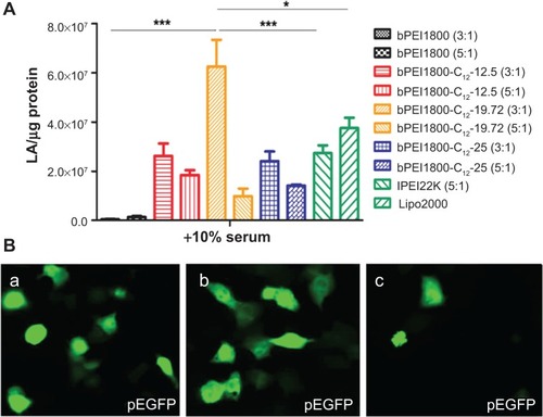 Figure 5 In vitro transfection of bPEI/DNA polyplexes encoding luciferase and GFP on 4T1 cells.Notes: (A) LA (per μg protein) in 4T1 cells 24 hours post-transfection with bPEI1800/DNA polyplexes and bPEI1800-C12/DNA polyplexes encoding LA. lPEI22K at a weight ratio of 5:1 and Lipo2000 were used as controls. n=4, *P<0.05, ***P<0.001. (B) Typical images of transfection efficacy of bPEI1800-C12-19.72/DNA polyplexes (a), Lipo2000/DNA lipoplexes (b), and bPEI1800/DNA polyplexes (c) 48 hours post-transfection on 4T1 cells with the presence of serum using the GFP reporter gene (plasmid EGFP, pEGFP). 12.5, 19.72, and 25 represent the substitution degree of C12. Ratios are expressed as the ratio of polymer to DNA (w/w). Lipofectamine™ 2000 was purchased from Invitrogen (Carlsbad, CA, USA).Abbreviations: bPEI, branched polyethylenimine; bPEI1800, bPEI with molecular weight 1,800 Da; bPEI1800-C12, bPEI1800 grafted with hydrophobic C12 chains; EGFP, enhanced green fluorescent protein; GFP, green fluorescence protein; LA, luciferase activity; Lipo2000, Lipofectamine™ 2000; lPEI, linear PEI; lPEI22K, lPEI with a molecular weight of 22,000 Da; w, weight.