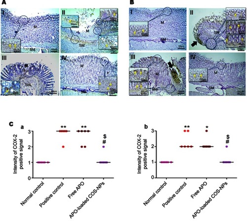 Figure 9 Positive signal for IHC staining of COX-2 in rats’ gastric tissues following (A) concurrent induction and treatment regimen and (B) post-treatment regimen. Statistical analysis of intensity of COX-2 positive signal in rats’ gastric tissues (C) following (a) concurrent induction and treatment regimen and (b) post-treatment regimen.Notes: (I) Normal control group, (II) positive control group, (III) free APO treated group, and (IV) APO-loaded COS-NPs (F4) treated group. Oral dose of free or loaded APO was 14 mg/kg. Thick black arrows point to strong COX-2 expression in areas of mucosal necrosis. Yellow arrows in insert point to positive signal. IHC counterstained with Mayer’s hematoxylin, 100× and insert 200×. Kruskal–Wallis test (non-parametric test) was applied followed by Dunn's multiple comparison test. *p<0.05 and **p<0.01 vs normal control group. #p<0.05 vs positive control group. $p<0.05 APO-loaded COS-NPs (F4) treated group vs free APO treated group.Abbreviations: APO, apocynin; COS, chitosan oligosaccharide; COX-2, cyclooxygenase-2; IHC, immunohistochemical; M, mucosa; NPs, nanoparticles; SM, submucosa.