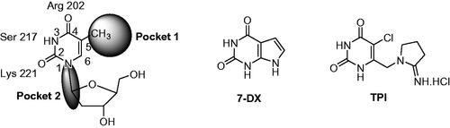 Figure 2. Schematic representation of the pyridimidinedione binding site of hTP and chemical structures of 7-DX and TPI.