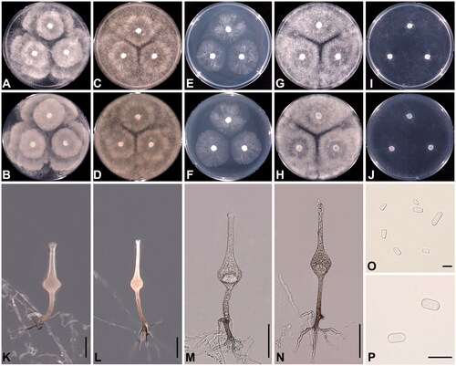 Figure 1. Cultural and morphological characteristics of Saksenaea longicolla sp. nov. NNIBRFG21789 (SAK-07) on PDA (A, B), V8A (C, D), CMA (E, F), MEA (G, H), and CZA (I, J) after 72 h at 25 °C (A, C, E, G, I: observed view; B, D, F, H, J: reverse view). Microscopic structures: sporangiophore under a stereoscopic microscope (K, L) and under a light microscope (M, N), sporangiospores (O, P). Scale bar = 50 μm for K–N, 5 μm for O and P.