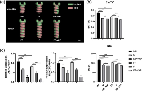 Figure 6. The impact of YAP expression levels and periosteum on osseointegration around the whole implants according to micro-CT analysis and tissue quantitative RT-PCR 14 days after surgery. Tissues of each group were first tested by micro-CT. (a) The three-dimensional reconstruction of the implants was used for the analysis of bone-contact-implant. Scale bar = 200 μm. (b) The quantitative analysis of micro-CT focused BV/TV and BIC parameters of every group. (c) After RNA extraction, relative mRNA expression levels of ALP and RUNX2 were detected by tissue quantitative RT-PCR at the genetic level. Sample size: at least three mice for each group in every analysis. *p < 0.05; **p < 0.01; ***p < 0.001; ns, no significance.