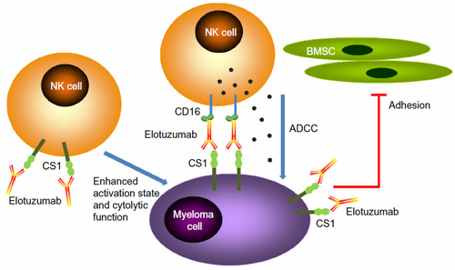 Figure 2 Mechanisms of action of elotuzumab. The primary mechanism of action of elotuzumab against myeloma cells is NK cell-mediated ADCC. Elotuzumab can also interfere with the adhesion of myeloma cells to BMSC, or can induce NK cell activation directly through binding CS1 expressed on NK cells.