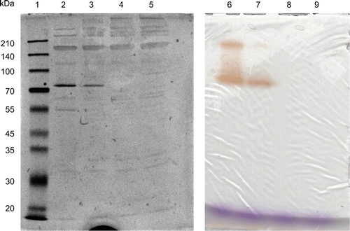 Fig. 2. SDS–PAGE analysis of IOE.Notes: Concentrated culture supernatant was run on SDS–PAGE gel with or without heat treatment, and the gels were stained with Coomassie brilliant blue (left) or with iodide and starch for activity assay (right). The crude enzyme solution was mixed with SDS and 2-mercaptoethanol (all lanes), and the mixture was applied on the gels without heat treatment (lanes 2 and 6); the mixture was heated at 96 °C for 1 min before application (lanes 3 and 7); at 96 °C for 2 min (lanes 4 and 8); at 96 °C for 3 min (lanes 5 and 9). Lane 1 represents the standard marker proteins.