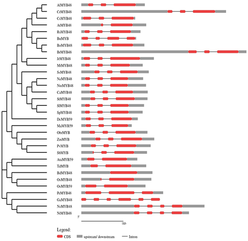 Figure 6. Gene structure of OsMYB48 along with various MYB genes of monocot and dicot plants. The intron is represented by the black line, coding sequence with a red box, while the untranslated region with a grey box. The length of the introns, exons, and untranslated sections is indicated by the scale bar at the bottom.