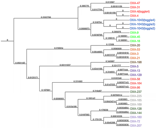 Figure 3 Phylogenetic tree of OXA β-lactamases family in Burkholderia spp. OXA family groups are listed in the phylogenetic tree, and the different OXA β-lactamases families are identified in different colors. A novel specific OXA family subgroup, blaOXA-1043 was found in Burkholderia cenocepacia, marked in blue.