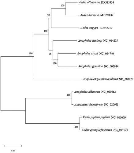 Figure 1. Phylogenetic tree of 11 species within Culicidae constructed using the neighbor-joining algorithm based on complete mosquito mitochondrial genomes. Genbank accession no.: Aedes koreicus (MT093832), Ae. albopictus (KX383934), Ae. Aegypti (EU352212), Anopheles darling (NC_014275), An. cruzii (NC_024740), An. gambiae (NC_002084), An. quadrimaculatus A (NC_000875), An. albitarsis (NC_020662), An. deaneorum (NC_020663), Culex pipiens pipiens (NC_015079), Cx. quinquefasciatus (NC_014574).