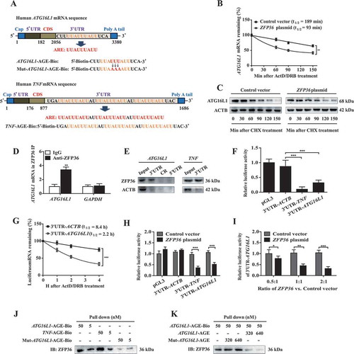 Figure 7. ZFP36 plasmid promotes autophagy inactivation and ATG16L1 mRNA decay via binding to the AU-rich elements. (A) The predicted hits of the ZFP36 signature motif in human ATG16L1 and TNF mRNA 3ʹ-UTR were assayed. (B) HSC-LX2 cells overexpressing ZFP36 were treated with sorafenib (10 μM), ActD (10 μg/ml) and DBR (5 μM) for indicated times. The remaining ATG16L1 mRNA levels were measured by real-time PCR and normalized to the results at 0 min after ActD/DRB treatment (n = 3 in every group, **, p < 0.01). (C) HSC-LX2 cells overexpressing ZFP36 were treated with sorafenib (10 μM) and CHX (20 μg/ml) for 150 min. ATG16L1 protein level was determined at the indicated time points (n = 3 in every group). (D) Association of endogenous ZFP36 with endogenous ATG16L1 mRNA was measured by real-time PCR after ribonucleoprotein immunoprecipitation (RNP IP) (n = 3 in every group, **, p < 0.01). (E) mRNA affinity isolation assay was performed with biotinylated transcripts of the ATG16L1 mRNA 5ʹ-UTR, coding region (CR), 3ʹ-UTR or the TNF mRNA 3ʹ-UTR (n = 3 in every group). (F) Luciferase constructs carrying the 3ʹ-UTRs of genes encoding ACTB (3ʹ-UTR-ACTB), TNF (3ʹ-UTR-TNF), ATG16L1 (3ʹ-UTR-ATG16L1) or empty vector (pGL3) was stably transfected into HSC-LX2 cells. Cells were treated with sorafenib (10 μM) for 24 h, and luciferase activities were measured and normalized to the activities obtained in pGL3-transfected cells without treatment (n = 3 in every group, ***, p < 0.001). (G) Luciferase constructs carrying the 3ʹ-UTRs of genes encoding ACTB (3ʹ-UTR-ACTB) and ATG16L1 (3ʹ-UTR-ATG16L1) were stably transfected into HSC-LX2 cells. Luciferase mRNA half-life was measured by real-time PCR after sorafenib (10 μM) and ActD/DRB treatment for indicated times (n = 3 in every group, ***, p < 0.001). (H) HSC-LX2 cells overexpressing ZFP36 were stably transfected with the luciferase constructs carrying the 3ʹ-UTRs of genes encoding ACTB (3ʹ-UTR-ACTB), TNF (3ʹ-UTR-TNF), ATG16L1 (3ʹ-UTR-ATG16L1) or empty vector (pGL3), and then were treated with sorafenib (10 μM) for 24 h. Luciferase activities were measured and normalized to the activities obtained in pGL3-transfected cells without treatment (n = 3 in every group, ***, p < 0.001). (I) ATG16L1 3ʹ-UTR luciferase construct was co-transfected with different amounts of ZFP36 plasmid into HSC-LX2 cells. Luciferase activity was detected after sorafenib (10 μM) treatment for 24 h and normalized to the cells transfected with empty plasmid (n = 3 in every group, *, p < 0.05, **, p < 0.01, ***, p < 0.001). (J) mRNA pull down assay was performed by mixing ATG16L1-AGE-Bio, TNF-AGE-Bio, and Mut-ATG16L1-AGE-Bio with total cell extracts from HSC-LX2 cells. Precipitates were prepared for western blot (n = 3 in every group). (K) Cold ATG16L1-AGE probes or Mut-ATG16L1-AGE probes with different concentrations were used to compete for the binding between ATG16L1-AGE-Bio and ZFP36 (n = 3 in every group).