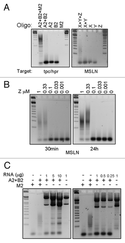 Figure 1. Cell-free hybridization chain reaction (HCR). Samples from HCR were separated on a 1% agarose gel. (A) A2 and B2 are tpc/hpr-targeting hairpins; X and Y are mesothelin-targeting hairpins; M2 is the initiator oligo for tpc/hpr HCR; Z is the initiator for mesothelin HCR. One or more oligos were added to the reaction, as indicated. The first and last lanes have a DNA ladder. (B) HCR using different concentrations of mesothelin initiator oligos. First lane has a DNA ladder. (C) Hairpins (A2 and B2) targeting tpc/hpr were incubated for 30 min with various quantities of RNA from LNCaP cells. The first lane has a DNA ladder.