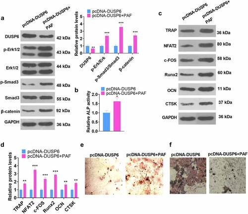 Figure 8. ERK pathway activation impeded the DUSP6-mediated inhibition of hMSC osteogenic differentiation.