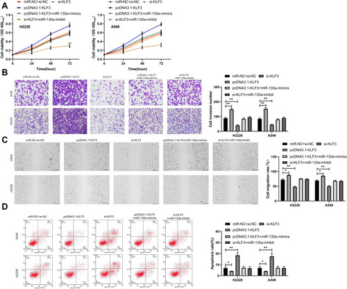 Figure 4 miR-130a inhibits lung cancer cell growth by targeting KLF3. (A) Proliferation of lung cancer cells after co-transfection. (B) Invasion of lung cancer cells after co-transfection. (C) Migration of lung cancer cells after co-transfection. (D) Apoptosis of lung cancer cells after co-transfection. *P<0.05, **P<0.01.