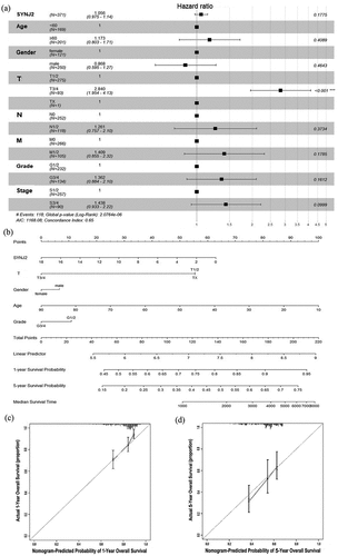 Figure 3. Visualization of multivariate Cox regression analyses and prognostic nomogram predicting. (a) Forest plot of hazard ratio showing the estimation of SYNJ2 expression and various clinicopathological parameters in HCC. (b) Nomogram predicting overall survival for significant clinicopathological parameters of HCC patients, including SYNJ2 level, gender, age, grade and T stage. (c, d) Calibration plots of the nomogram predictive performance of 1- and 5-year overall survival based on five variables (SYNJ2 level, gender, age, grade and T stage). The y-axis and x-axis separately represent actual and nomogram-predicted overall survival rate. The 45° gray line represents an ideal prediction and the black line means the nomogram-predicted performance