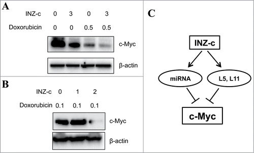 Figure 6. INZ(c) cooperatively decreases c-Myc expression with doxorubicin. (A) H1299 cells were treated both INZ(c) and Doxorubicin for 24 h and subjected to Western blotting for c-Myc and actin. (B) Raji cells were treated both INZ(c) and Doxorubicin for 24 h and subjected to Western blotting for c-Myc and actin. (C) A schematic model for the targeting of c-Myc by INZ(c).