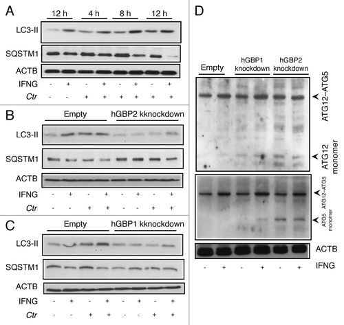 Figure 7. hGBP1 and hGBP2 played a role in the regulation of the host autophagic machinery. (A–C) Anti-LC3 and SQSTM1 immunoblot analysis of total lysates from uninfected control (empty), hGBP1- and hGBP2-stable knockdown macrophages or from cultures infected for the indicated time points in the presence or absence of 100 U/ml IFNG for 24 h. Other monolayers were pretreated with IFNG for 24 h prior to infection and then infected in the presence of IFNG. Host ACTB was used as loading control. IFNG induced autophagy in control THP1-derived macrophages; similarly treated cells infected with C. trachomatis induced autophagy as indicated by the higher amount of LC3II and reduced amount of SQSTM1. (B and C) hGBP1 or hGBP2 knockdown impaired autophagy induction. Only very low amounts of cellular LC3II, but increasing amounts of SQSTM1 can be detected in hGBP2-knockdown cells, compared with those in control THP1-derived macrophages, while hGBP1 knockdown had a minimal stimulatory effect on autophagy. (D) Anti-ATG5 and ATG12 immunoblots of total lysates from control (empty), hGBP1- and hGBP2-stable knockdown macrophages. Monolayers were pretreated with IFNG for 24 h prior to infection and then infected with C. trachomatis (MOI 10) in the presence of IFNG or left without treatment. Host ACTB was used as loading control. IFNG induced ATG12–ATG5 conjugate formation in all cells. hGBP2, and to a lesser extent hGBP1, knockdown impaired autophagy induction. Monomeric ATG5 and ATG12 were detected in cells lacking hGBP2, and to lesser extents in cells lacking hGBP1, but were absent in control THP1-derived macrophages. Blot shown in (A) is representative of three independent experiments and blots in (B–D) are representatives from two independent experiments.