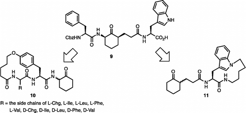 Figure 3.  Development of the macrocyclic inhibitors 10 and 11.