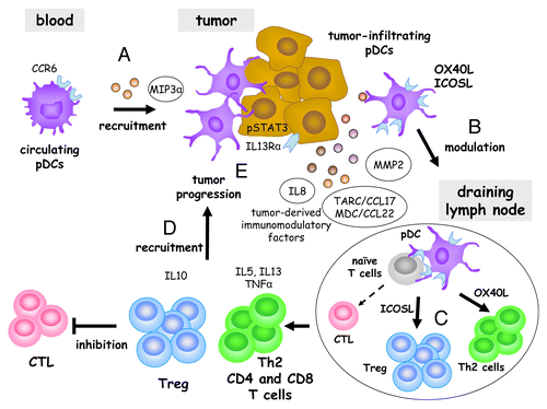 Figure 1. Mechanisms whereby tumor-infiltrating plasmacytoid dendritic cells are subverted by melanoma. Circulating plasmacytoid dendritic cells expressing chemokine (C-C motif) receptor 6 (CCR6) are recruited to the tumor site by chemokine (C-C motif) ligand 20 (CCL20, also known as MIP3α (A). CCL17 (also known as TARC), CCL22 (also known as MDC) and matrix metalloproteinase 2 (MMP2) produced in the tumor microenvironment prompt pDCs to express tumor necrosis factor (ligand) superfamily, member 4 (TNFSF4, best known as OX40L) and inducible T-cell co-stimulator ligand (ICOSL) (B). After reaching tumor-draining lymph nodes, OX40L-expressing pDCs drive the differentiation of pro-inflammatory TH2 CD4+ and CD8+ T cells that secrete interleukin (IL)-5, IL-13 and tumor necrosis factor α (TNFα), while ICOSL-expressing pDCs induce the emergence of regulatory T cells that release IL-10 (C). CCL17 and CCL22 may recruit pDC-primed TH2 cells and Tregs to the tumor microenvironment (D), where they allow malignant cells to escape from immunosurveillance, hence promoting tumor progression and disease relapse (E). Such a functional hijacking of pDCs by melanoma represents a promising target for the development of novel anticancer (immune) therapies.