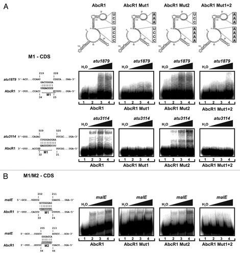 Figure 7. Binding of target mRNAs in the coding sequence by AbcR1. (Top) Secondary structures of AbcR1 wild-type, the variants Mut1, Mut2, and Mut1+2. Band shift experiments with AbcR1 variants and atu1879 (A), atu3114 (A), and malE (B) mRNA fragments (~150 nt). Predicted IntaRNA duplexes formed by AbcR1 and target mRNAs are shown to the left. Numbering of mRNA nucleotides is given relative to the start codon. 32P-labeled AbcR1 variants (< 0.05 pmol) were incubated with increasing concentrations of unlabeled target RNAs at 30 °C for 20 min. Final concentrations of unlabeled RNA were added in 100 (lanes 2), 200 (lanes 3) and 400 (lanes 4) fold excess. Samples from lanes 1 were incubated with water (control).